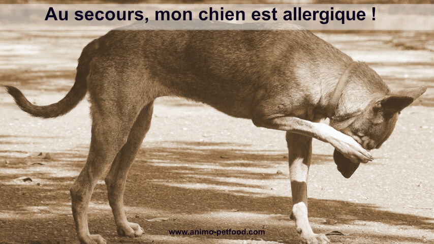 aliment-hypoallergenique-pour-chien-avec-allergies